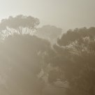 The Mist